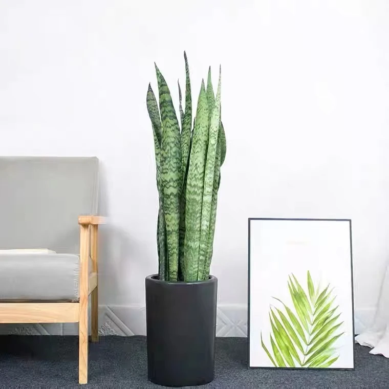 银脉虎皮兰银脉虎皮兰室内花卉绿植净化空气吸甲醛植物叶片美观