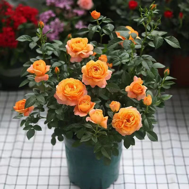 果汁阳台月季大花苗四季带花苞花卉观花室内外庭院阳台盆栽玫瑰