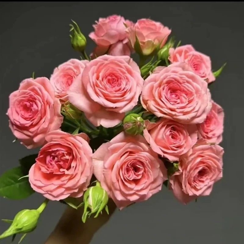 仙度瑞拉（180大盆）盆栽阳台微型月季玫瑰四季开花庭院花卉