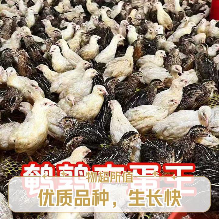 鹌鹑黄羽1只白羽1只