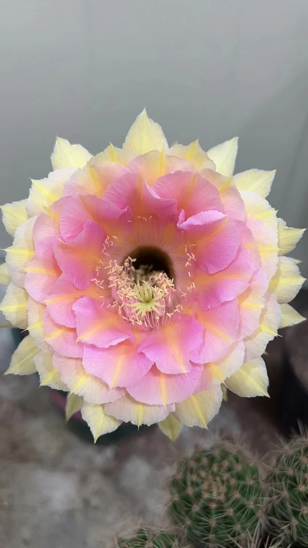 凤羽2411号侧芽3-4公分