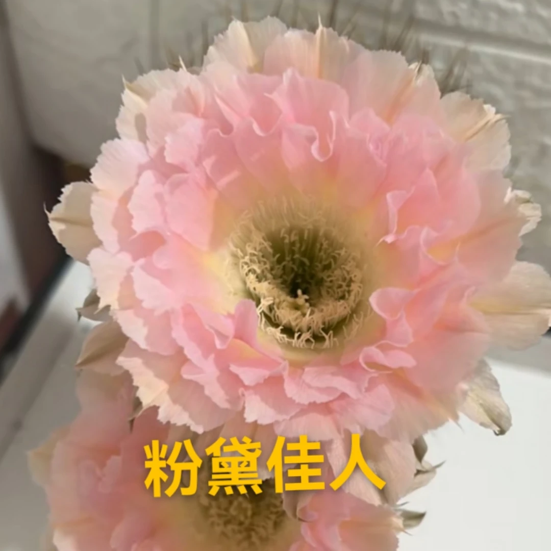 凤羽11号粉黛佳人4公分侧芽