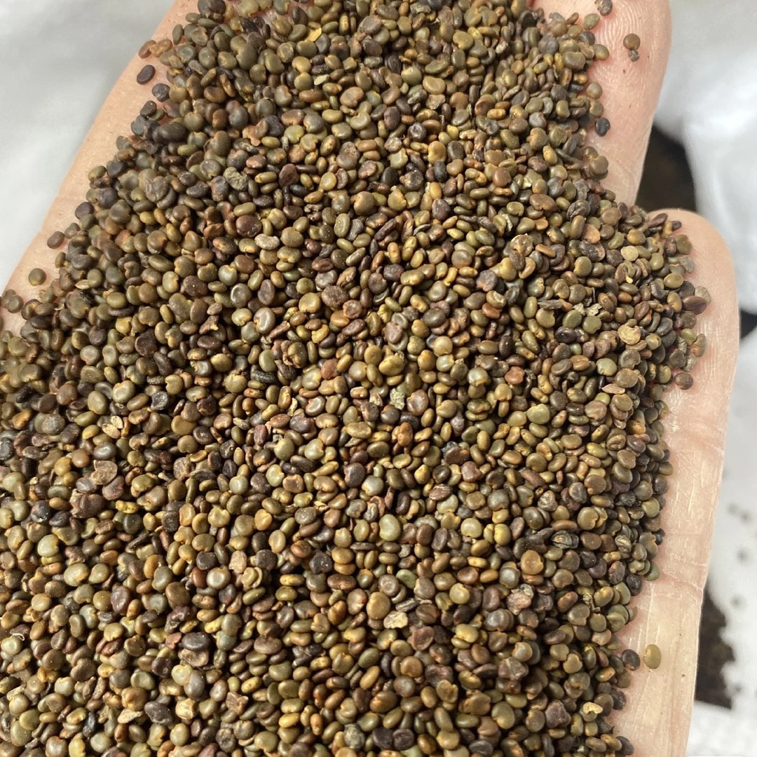 精选沙苑子100g自然晾晒可搭配枸杞