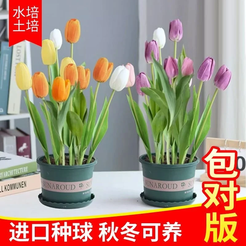 郁金香种球荷兰进口大种球水培土培耐寒种球植物郁金香种子五度球