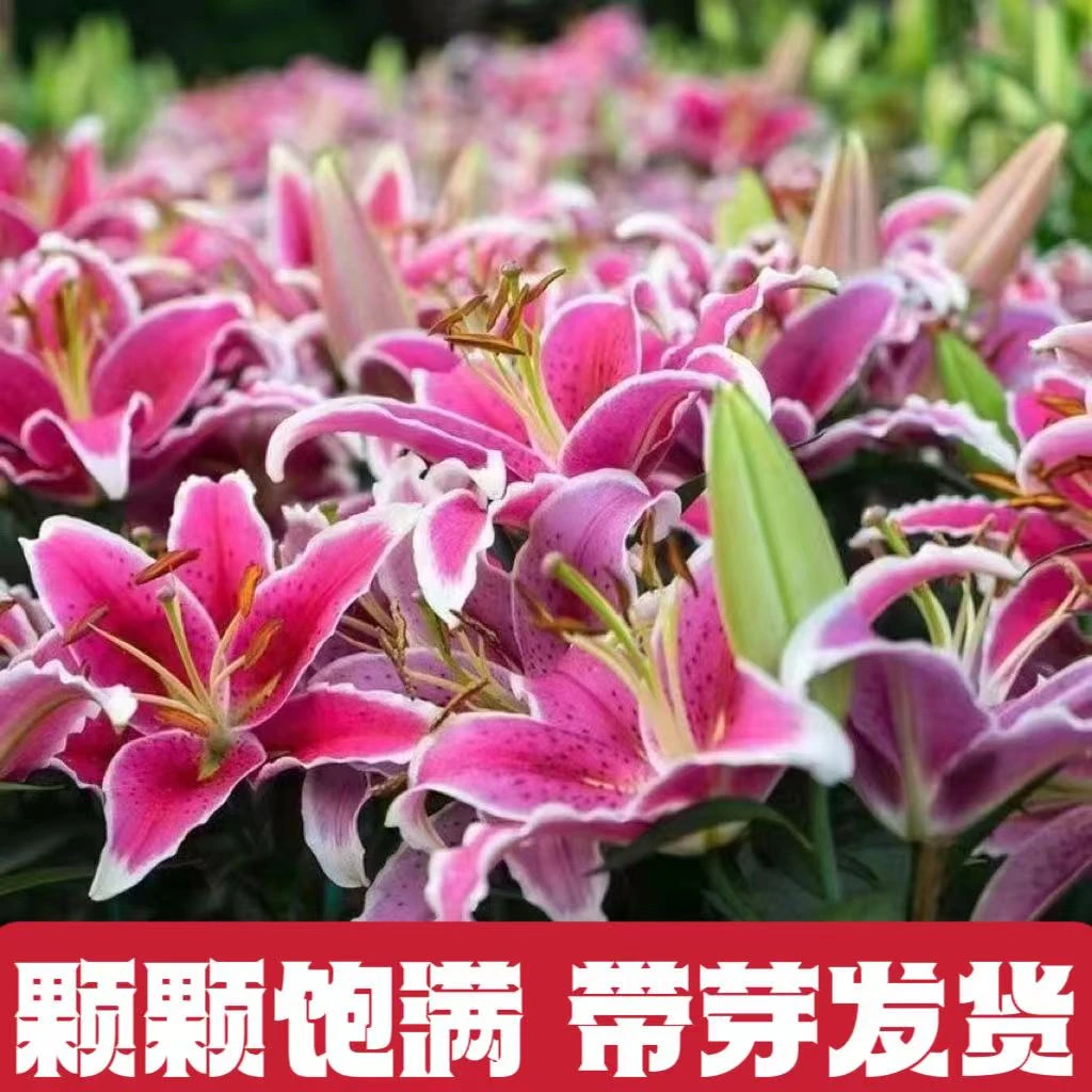 香水百合种球盆栽带芽发货四季开花重瓣香水百合花种球大花种植球