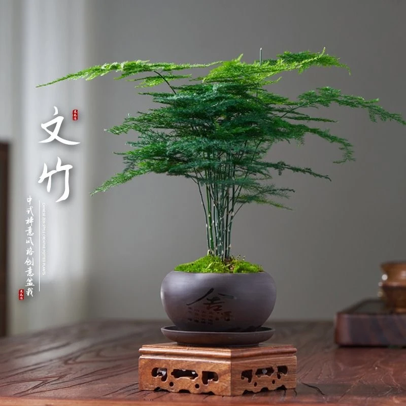 小文竹盆栽四季常青花卉绿植耐寒植物好养易活文竹盆栽花苗摆件物