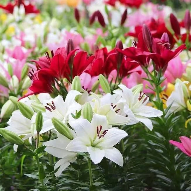 百合花种球耐寒花卉植物四季开花进口香水百合种球带芽发货大种球
