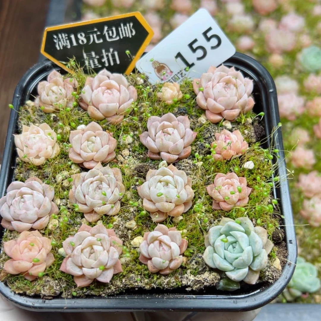 【闪购商品】多肉植物