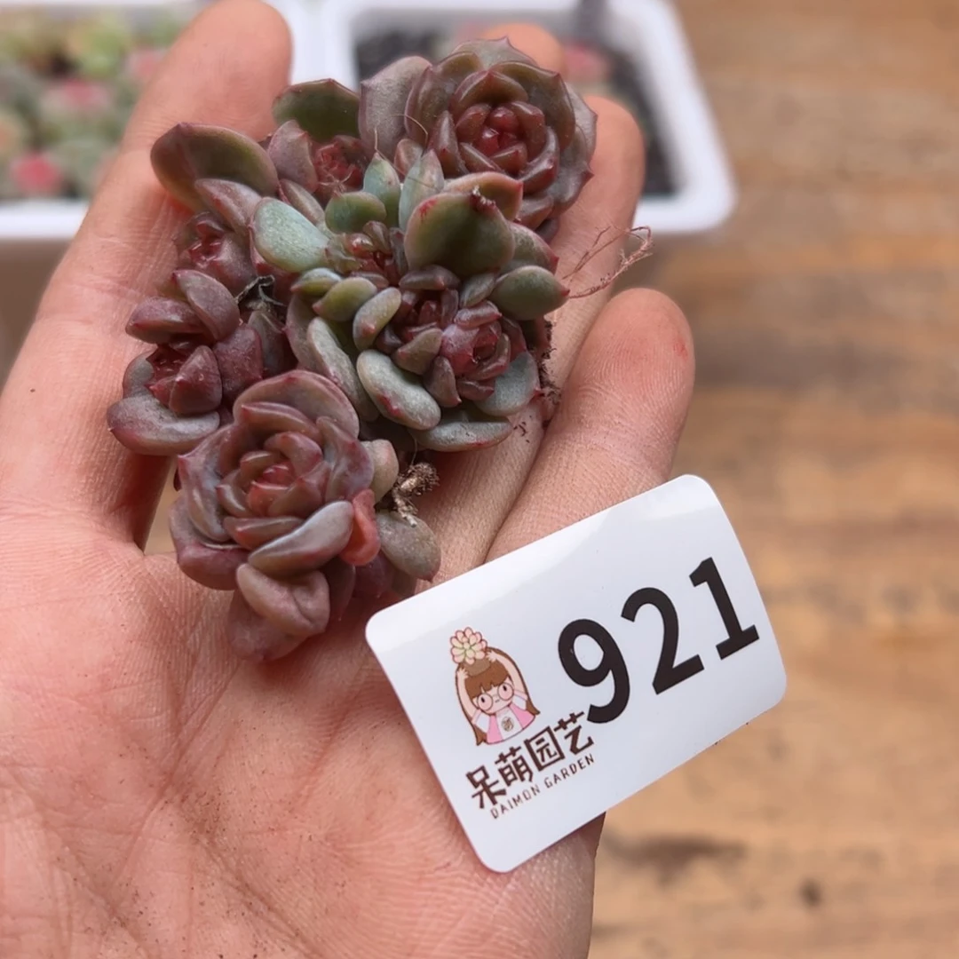 多肉植物多肉植物