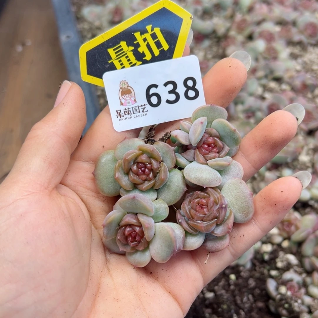 多肉植物多肉植物