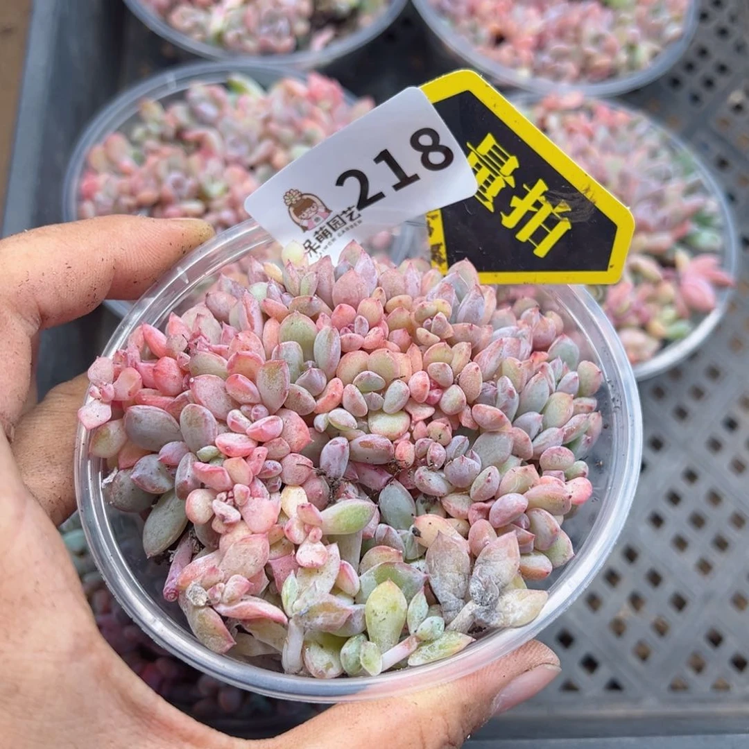 多肉植物多肉植物