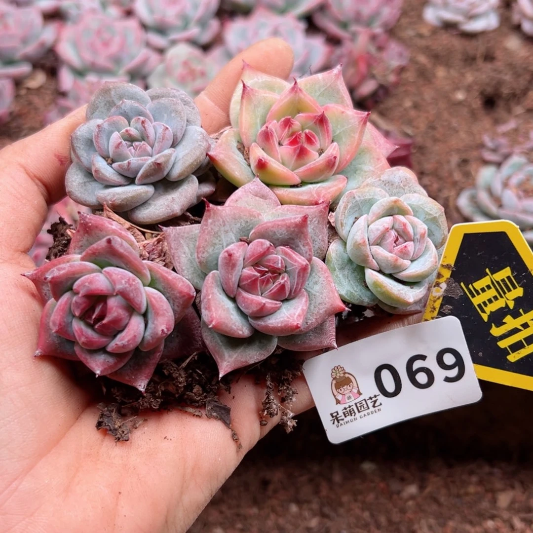 多肉植物多肉植物