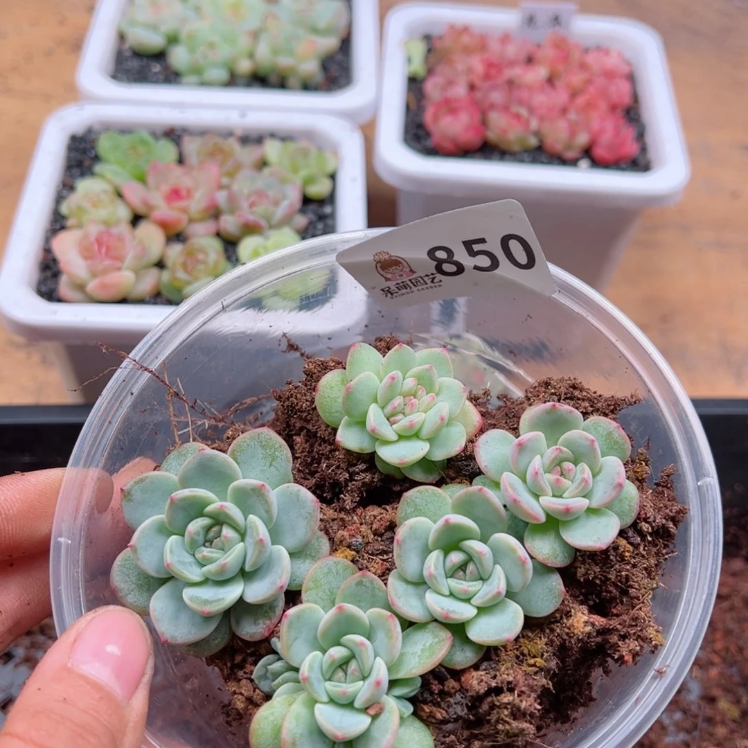 多肉植物多肉植物