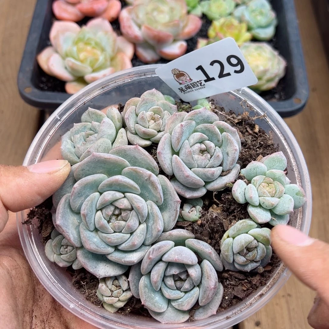 多肉植物多肉植物