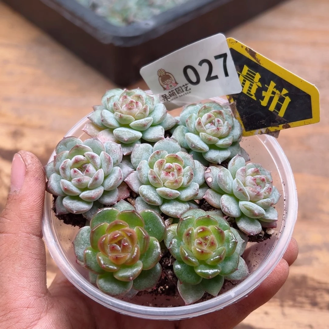 多肉植物多肉植物