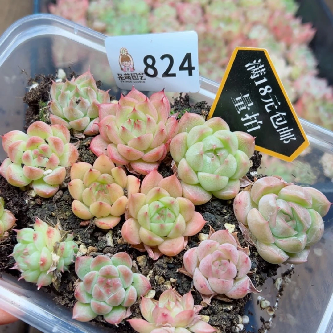 【闪购商品】多肉植物