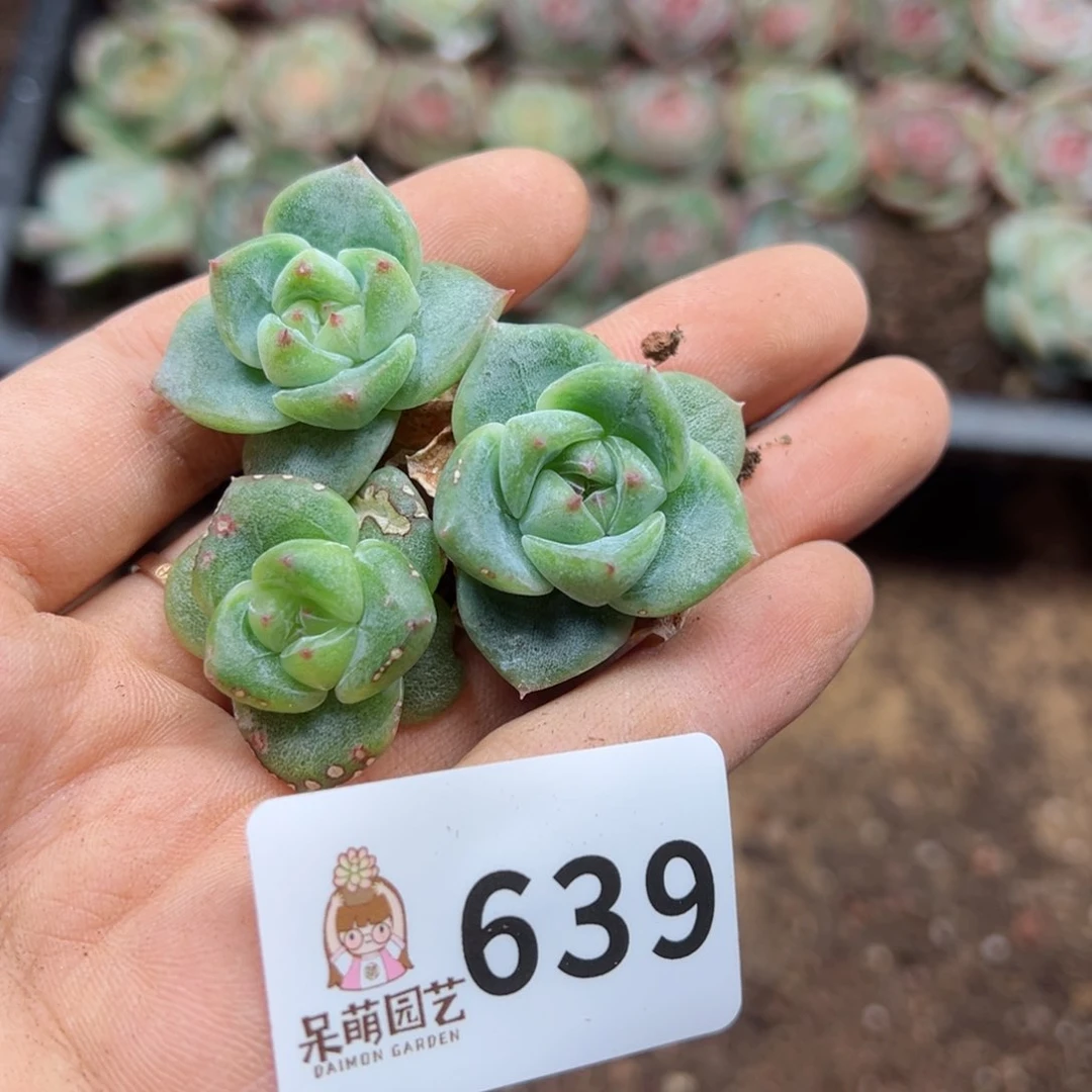 O****O多肉植物多肉植物