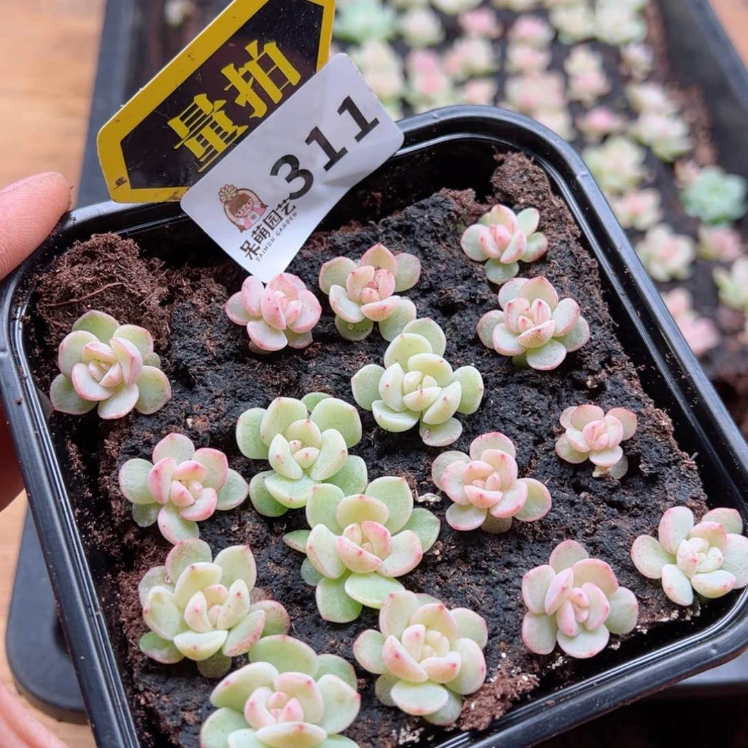 多肉植物多肉植物