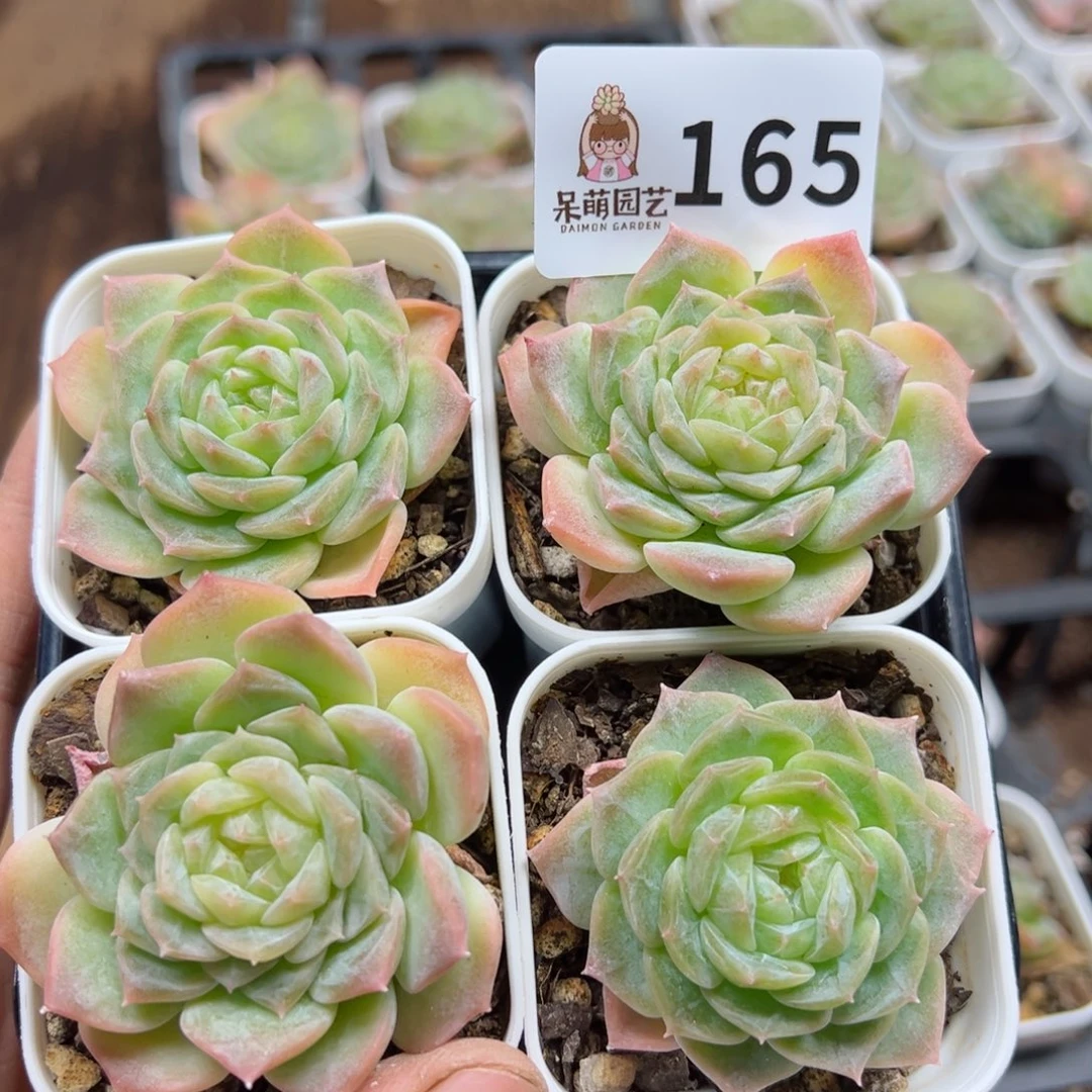 多肉植物多肉植物