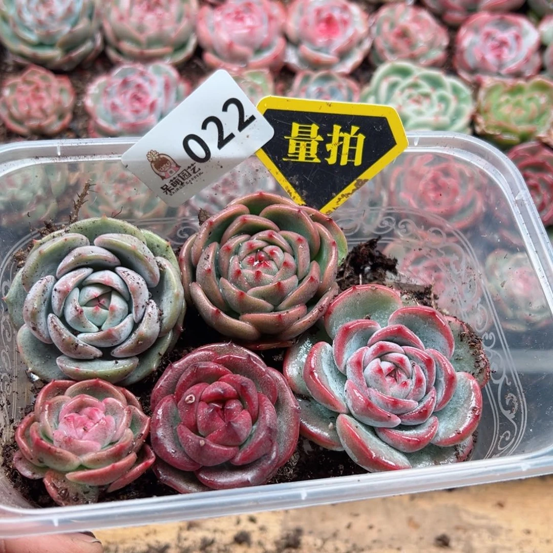 多肉植物多肉植物