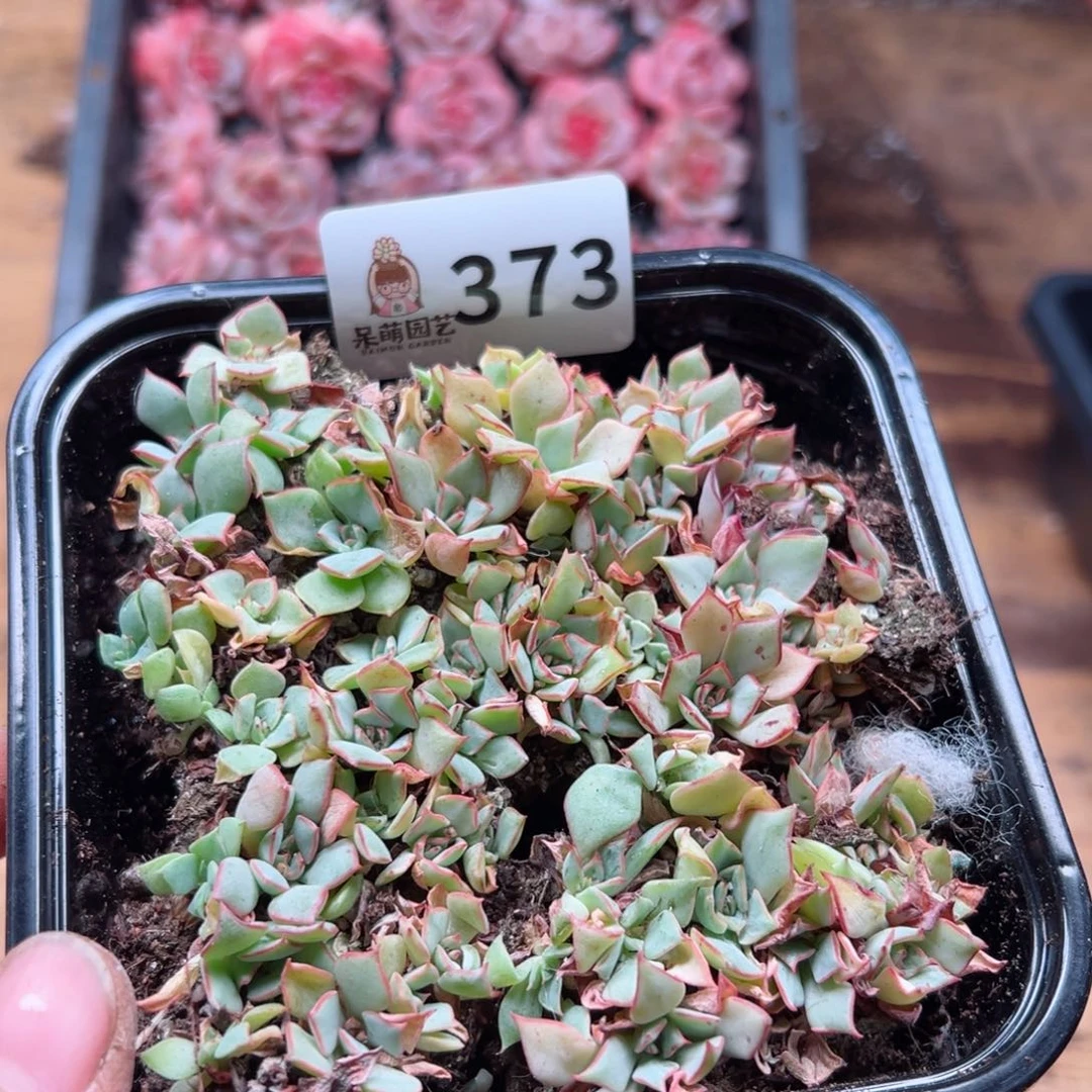 多肉植物多肉植物