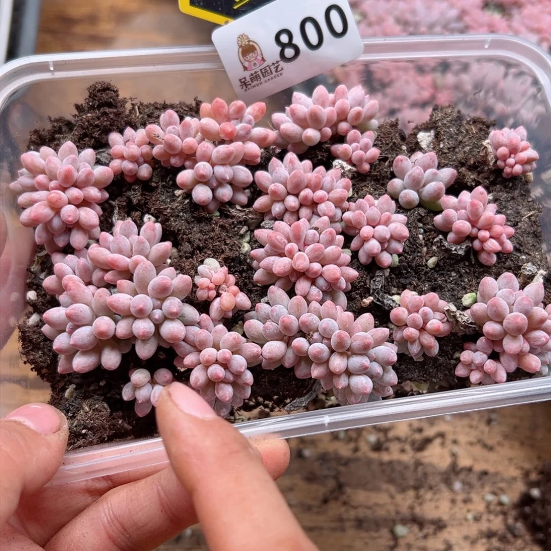 多肉植物多肉植物