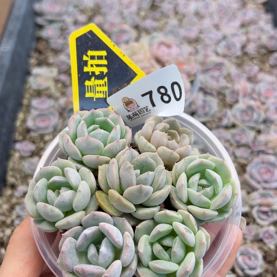 多肉植物多肉植物
