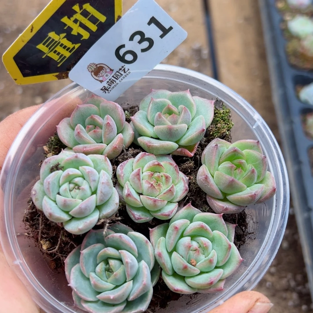 多肉植物多肉植物