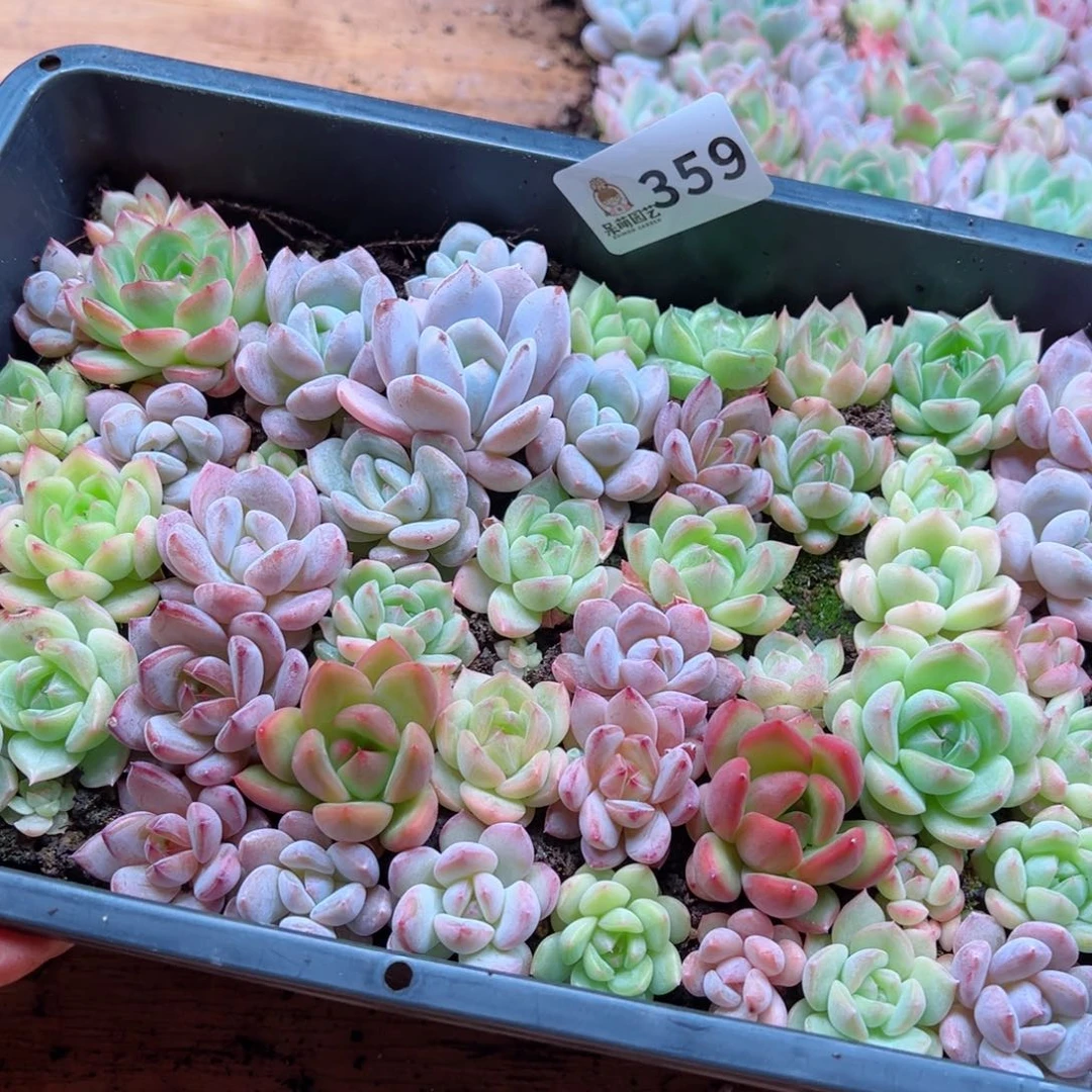 霞多肉植物多肉植物