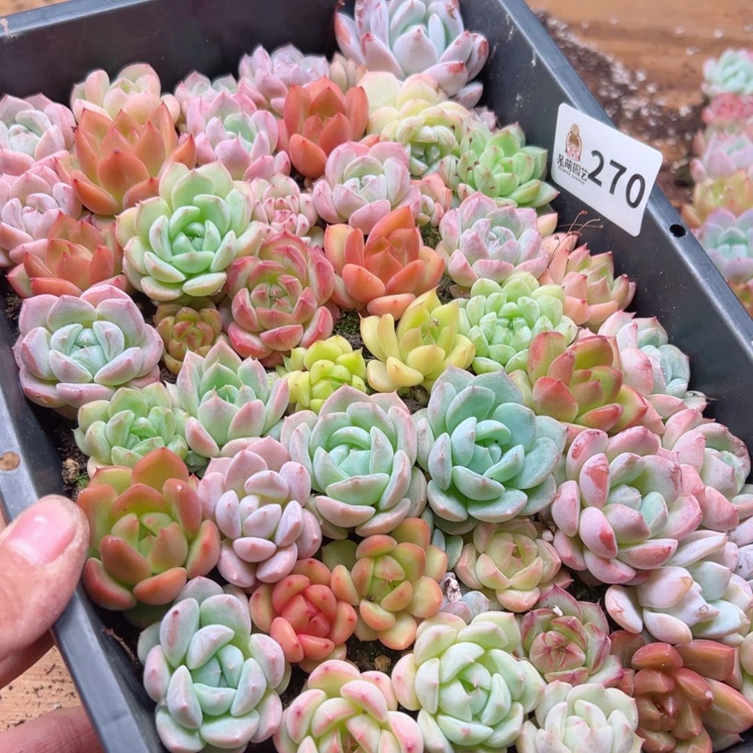 平***过多肉植物多肉植物