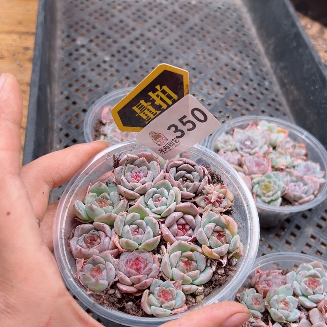 多肉植物多肉植物
