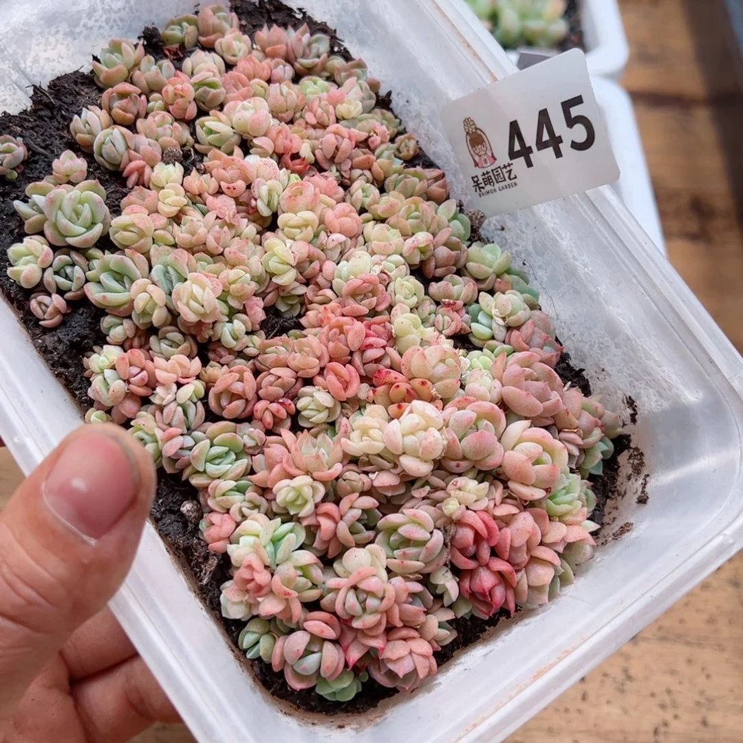 多肉植物多肉植物