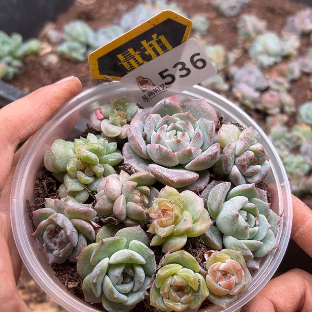 多肉植物多肉植物