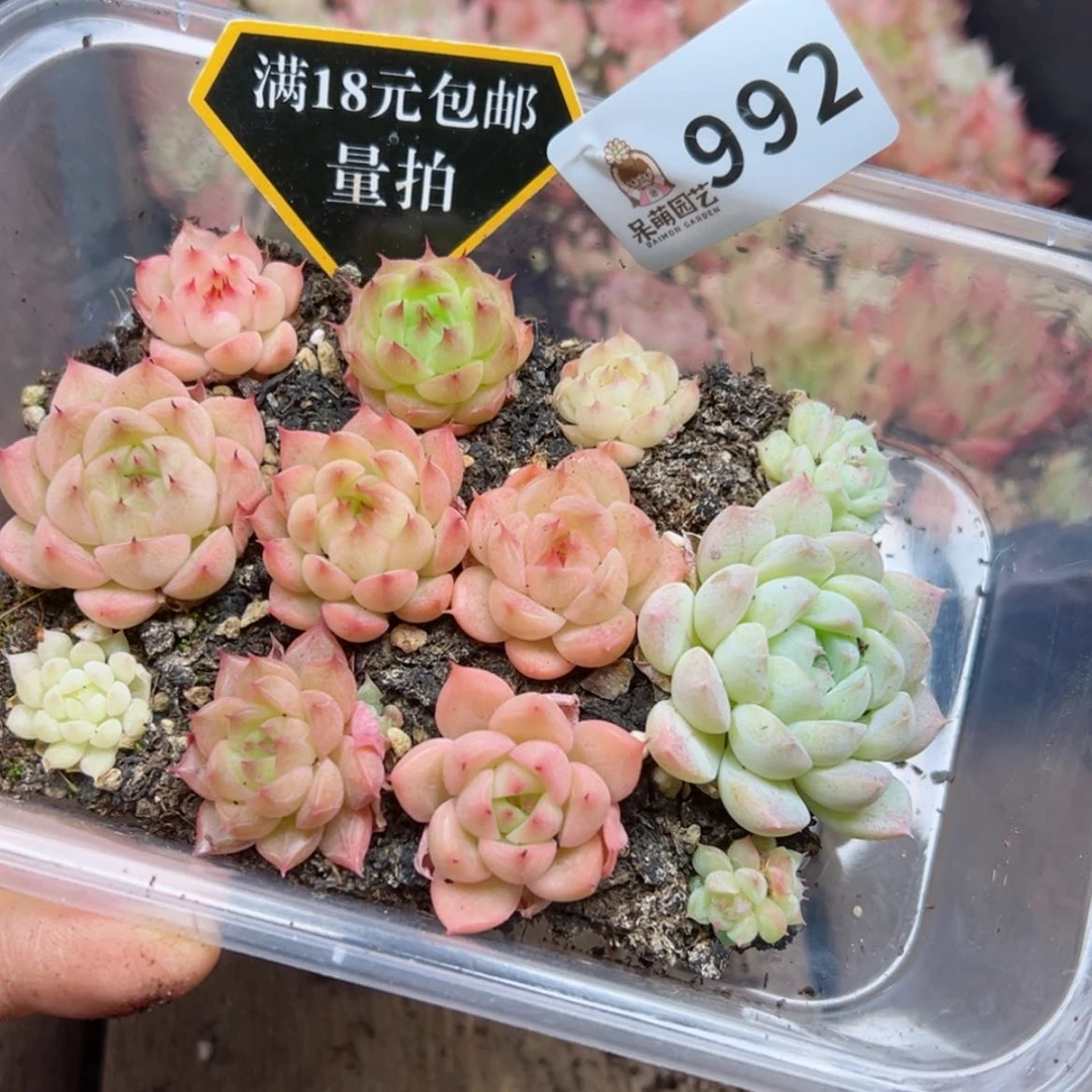 【闪购商品】多肉植物