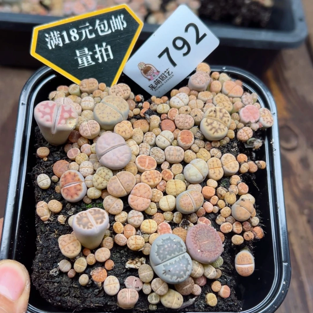 【闪购商品】多肉植物