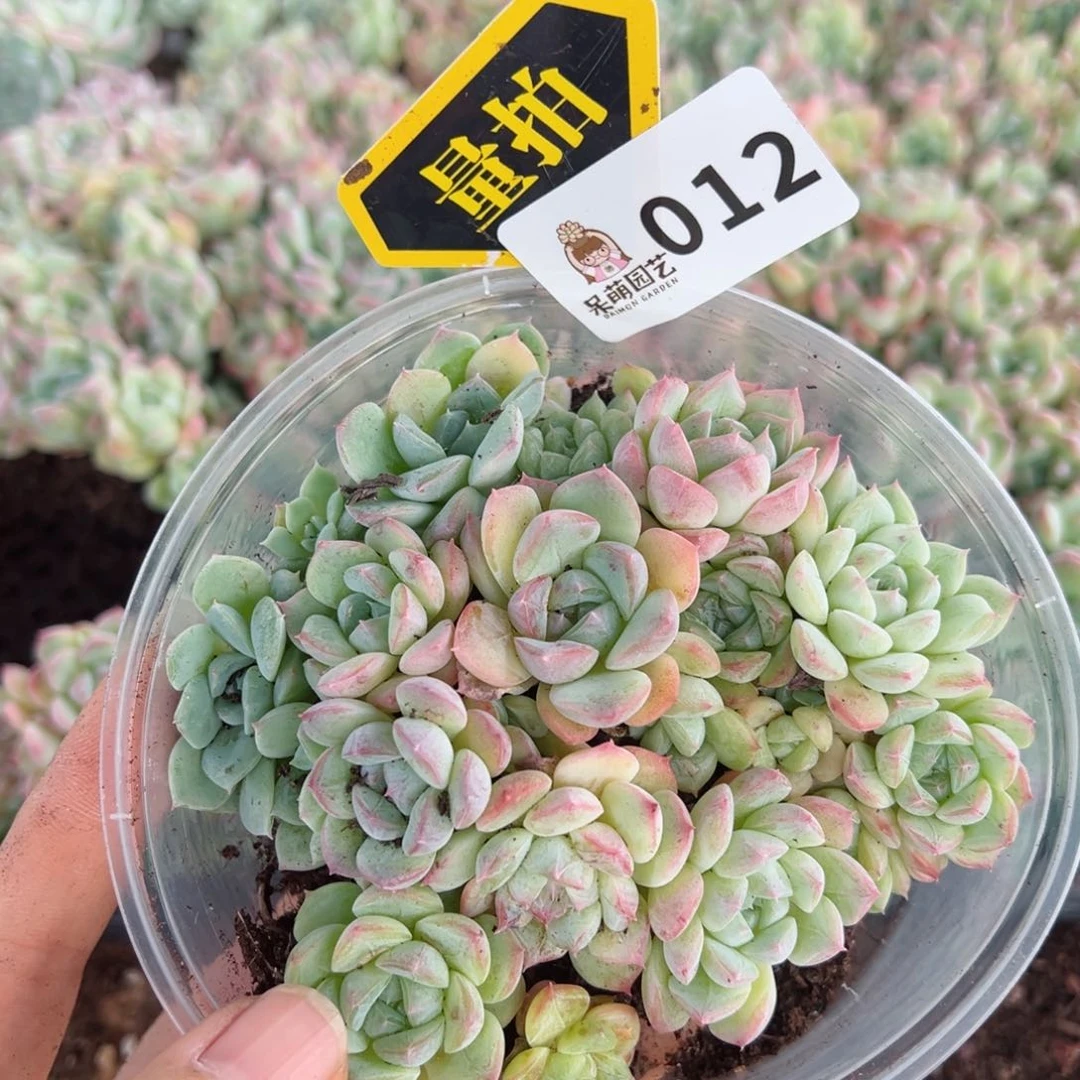 多肉植物多肉植物