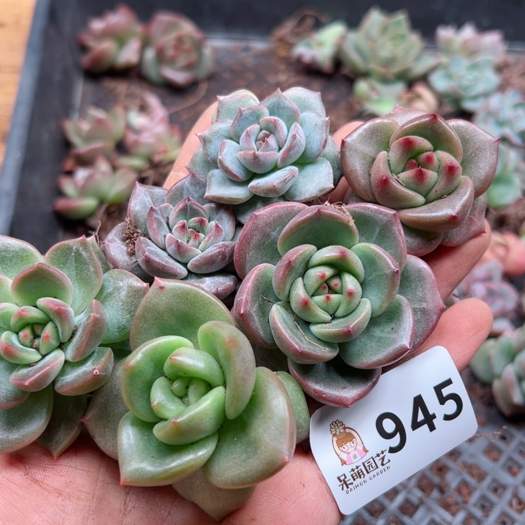 多肉植物多肉植物