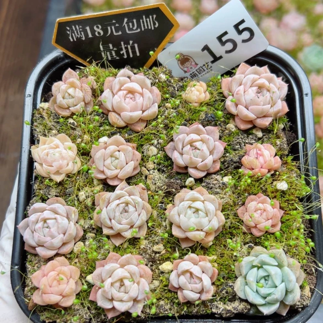【闪购商品】多肉植物