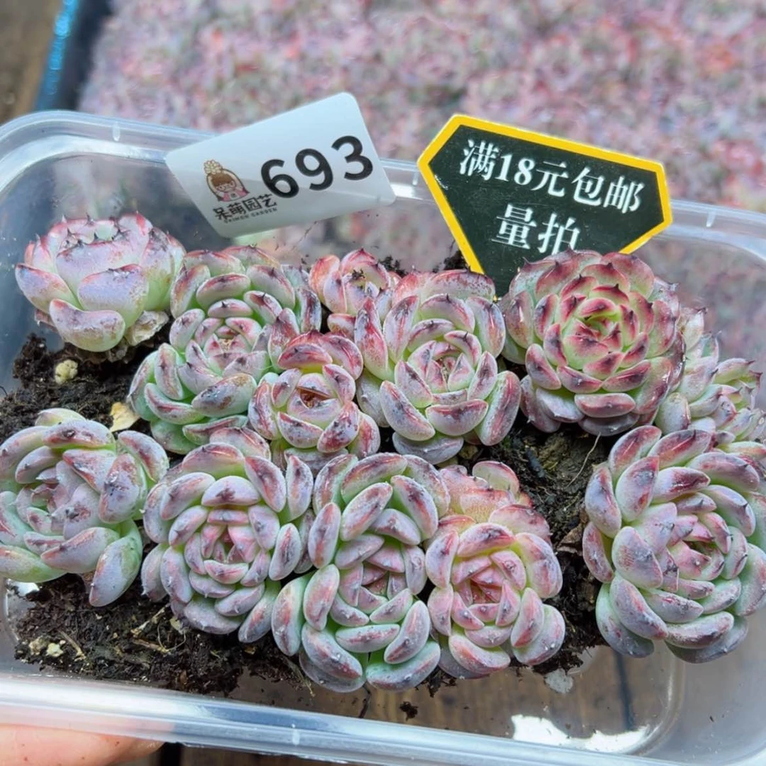 【闪购商品】多肉植物