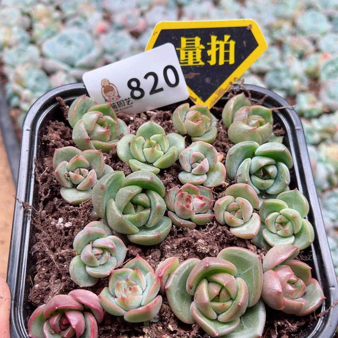 多肉植物多肉植物