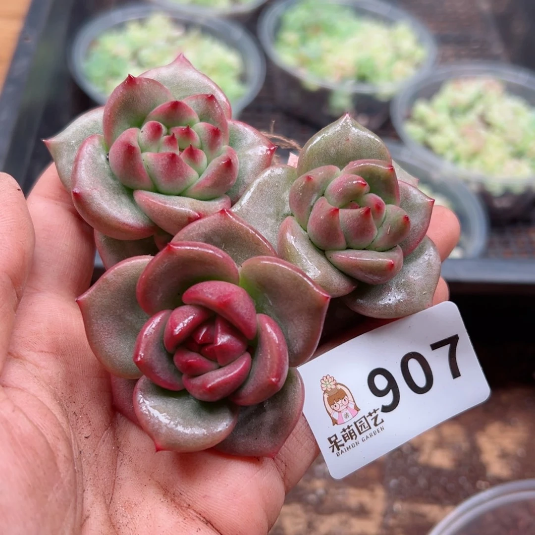 多肉植物多肉是植物