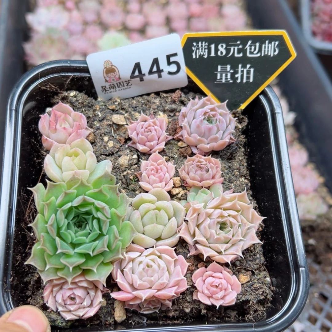 【闪购商品】多肉植物