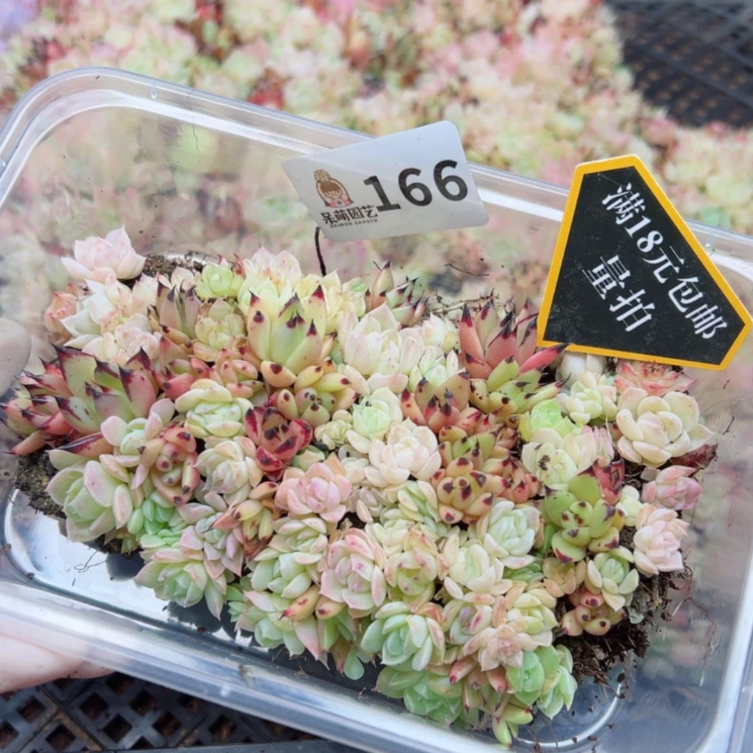 【闪购商品】多肉植物