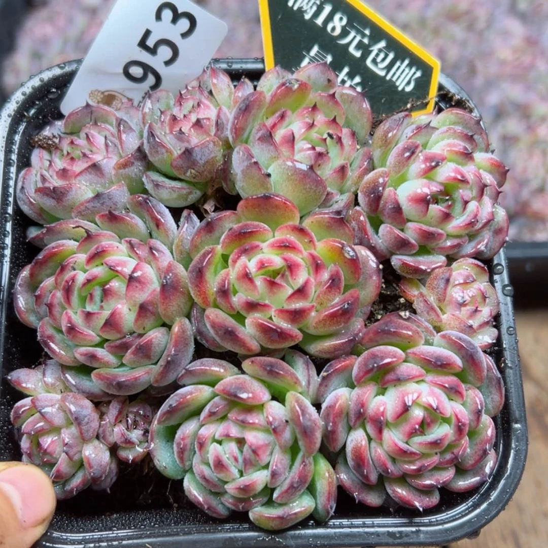 【闪购商品】多肉植物