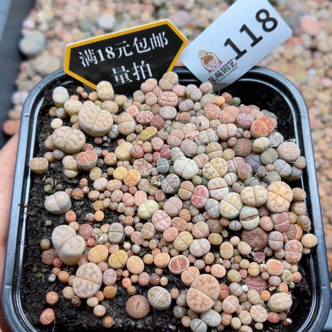 【闪购商品】多肉植物