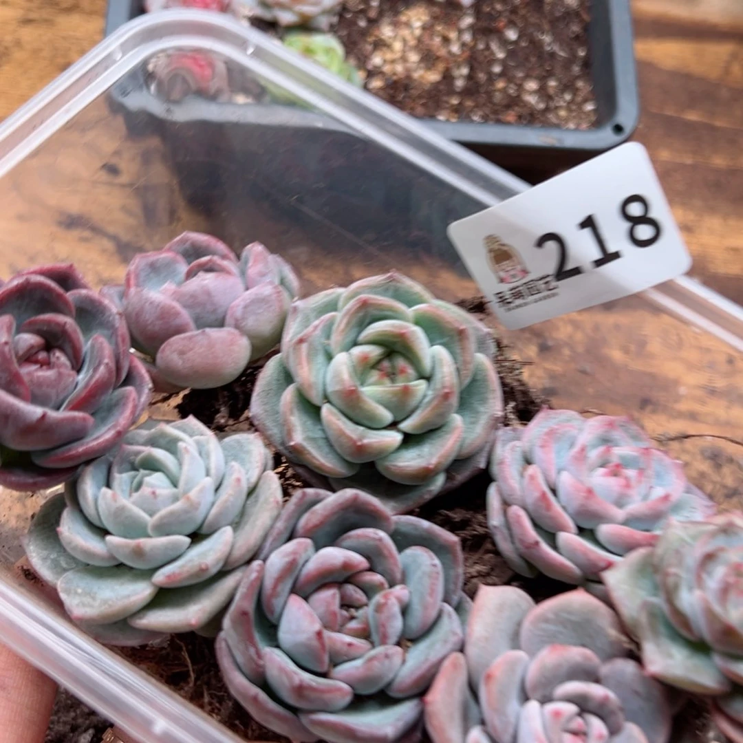 多肉植物多肉植物