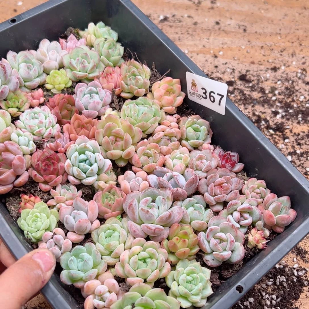 紫*多肉植物多肉植物