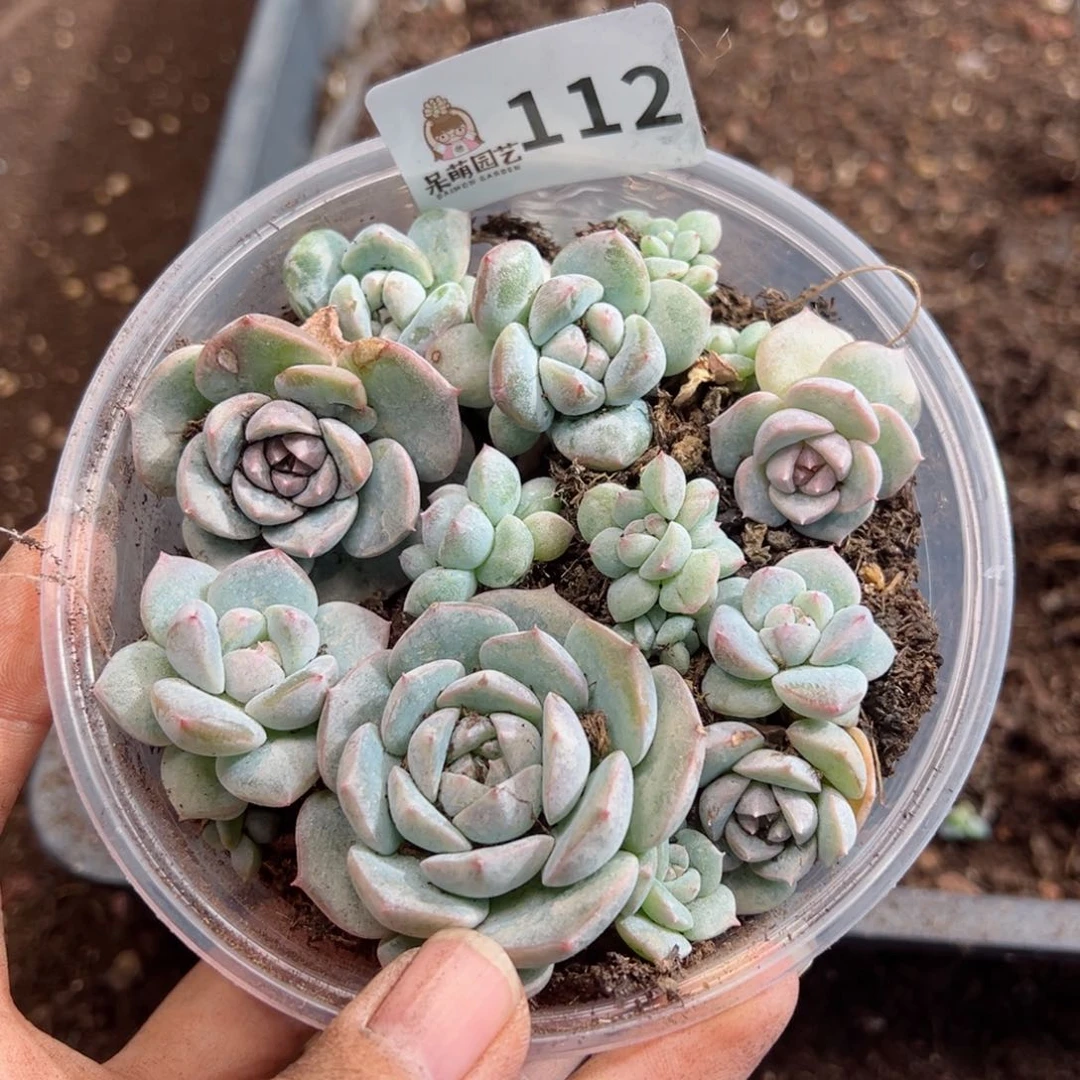 多肉植物多肉植物