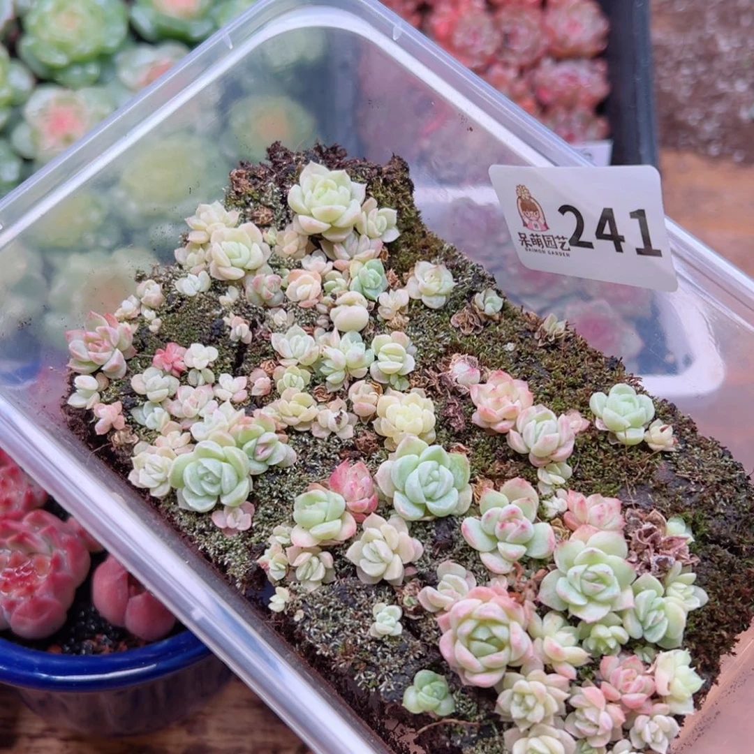 多肉植物多肉植物