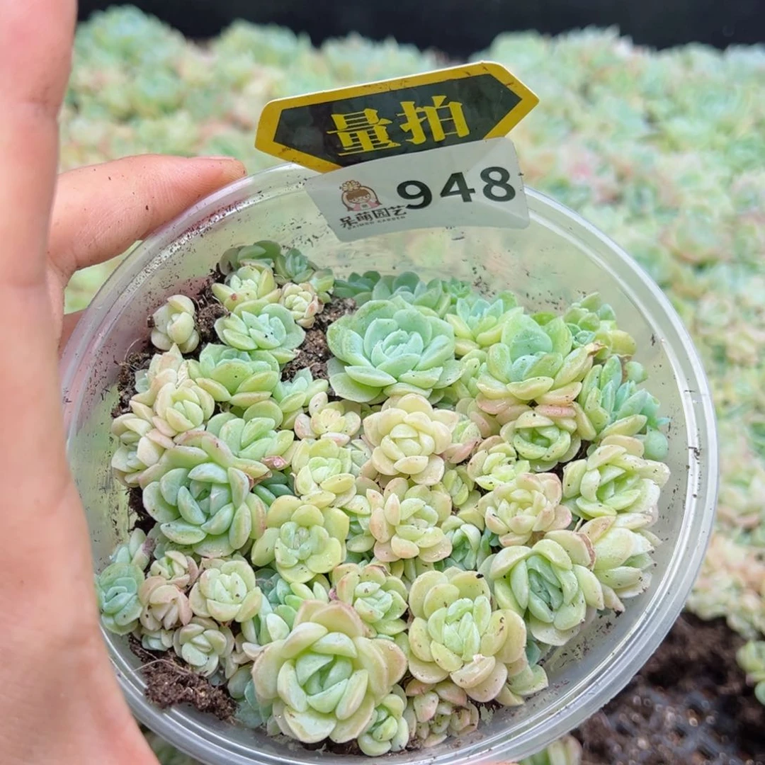 多肉植物多肉植物